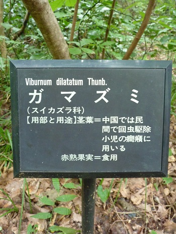 w004442hatae68-3