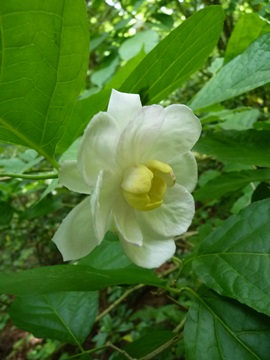 w004442hatae75-4