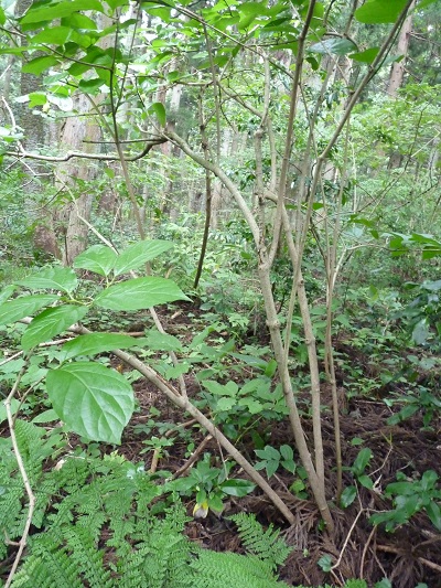 w004442hatae75
