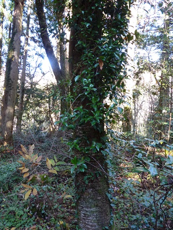 w004442hatae78-1