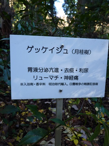 w004442hatae79-2