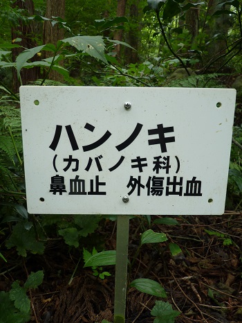 w004442hatae8-2