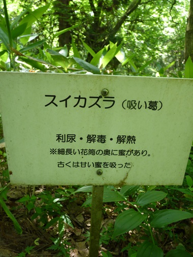 w004442hatae81-1