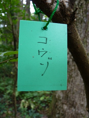 w004442hatae9-3