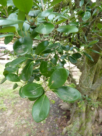 w004442oomuro-1