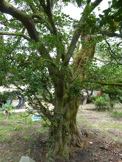 w004442oomuro