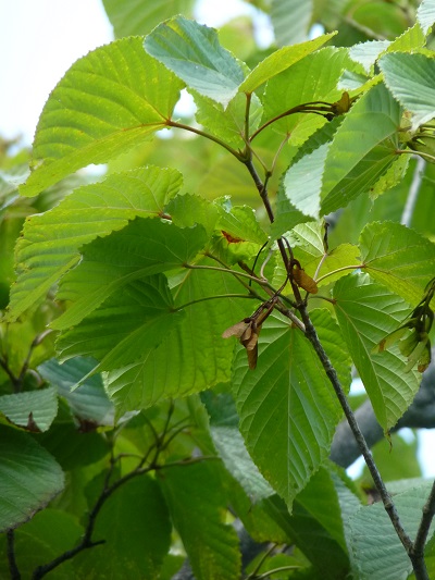 w004443imokawa2-1