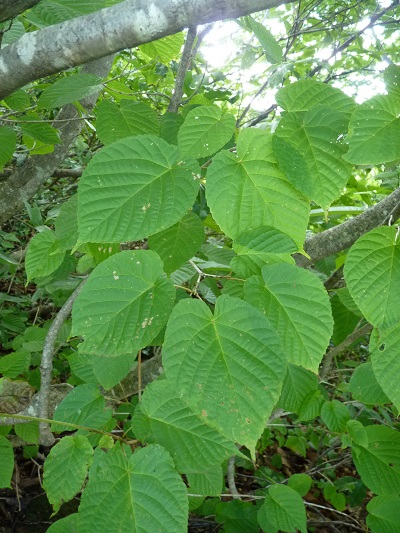 w004443imokawa2