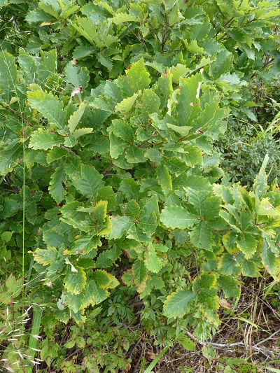 w004443imokawa3