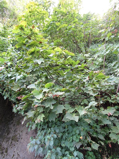w004443imokawa6