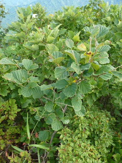 w004443imokawa7
