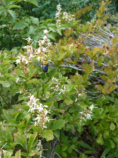 w004443imokawa8