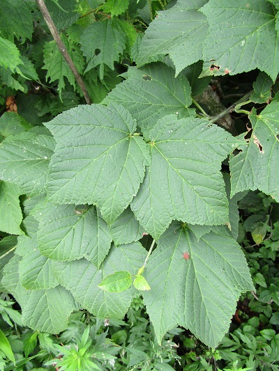 w004443okutadami1-1