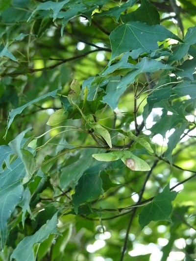 w004443okutadami2-1