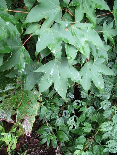w004443okutadami2