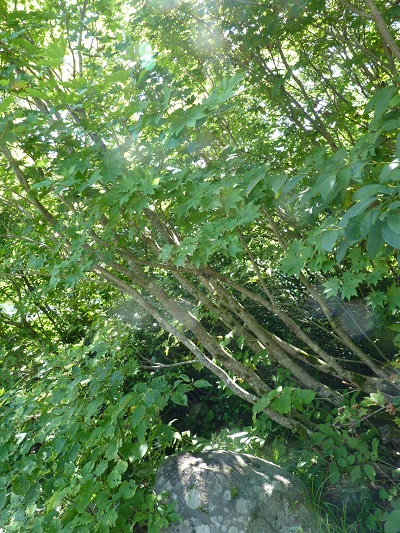 w004443okutadami3