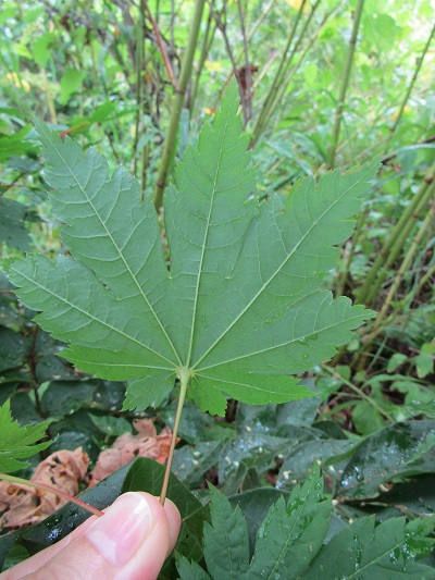 w004443okutadami4-1