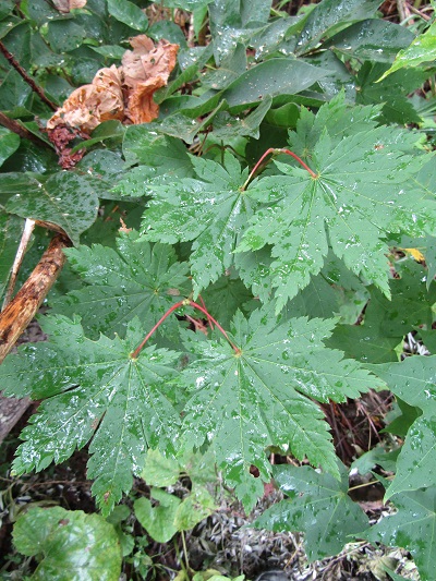 w004443okutadami4