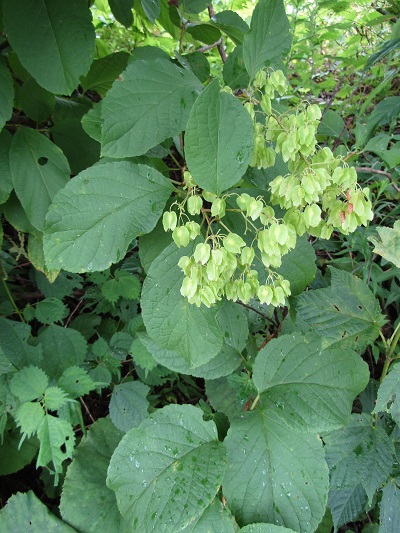 w004443okutadami6