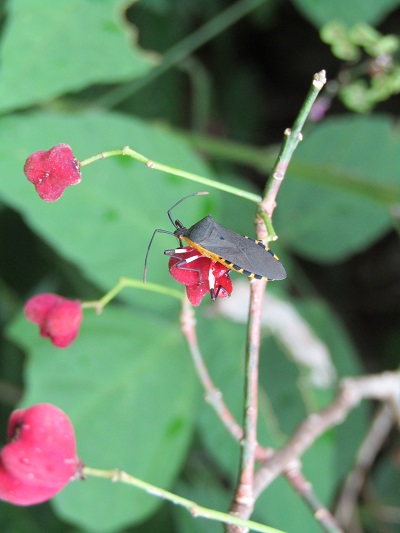 w004443okutadami7