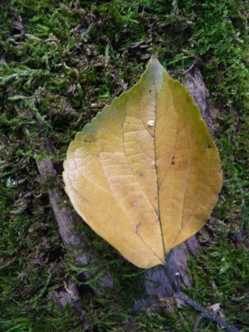 w004444yasuduka-1