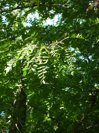 w004444yasuduka1-1