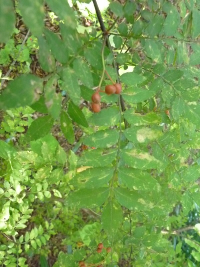 w004444yasuduka10