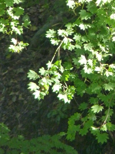 w004444yasuduka5