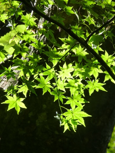 w004444yasuduka6