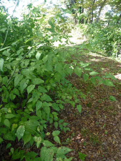 w004444yasuduka9
