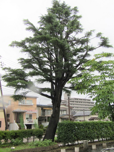 w004445gakkoumati1