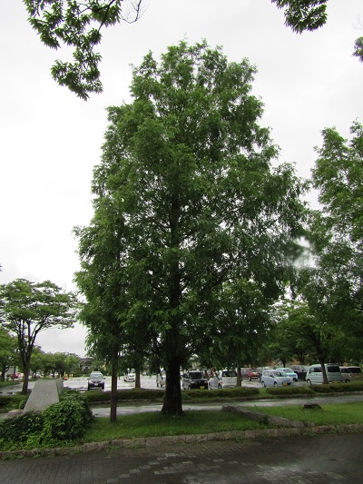 w004445gakkoumati11