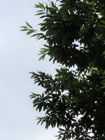 w004445gakkoumati12-1