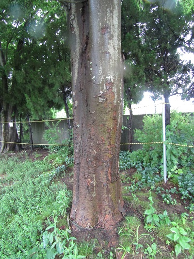 w004445gakkoumati14