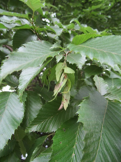 w004445gakkoumati16-1