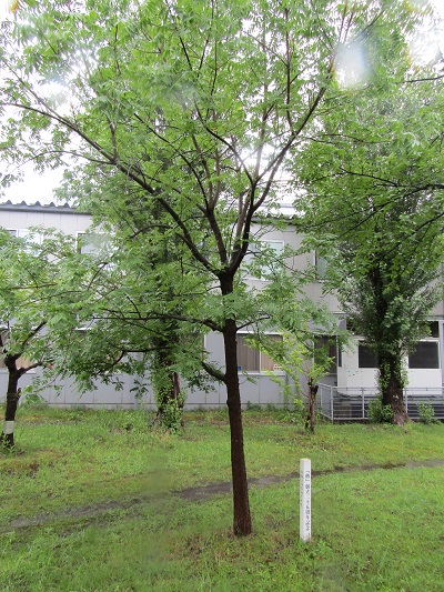w004445gakkoumati17