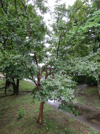 w004445gakkoumati18