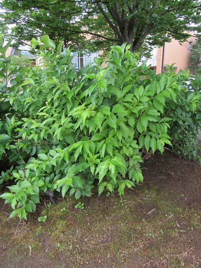 w004445gakkoumati19