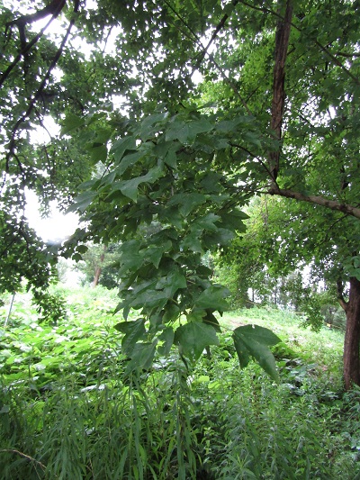 w004445gakkoumati2-1