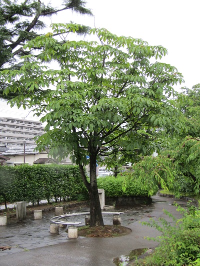 w004445gakkoumati20