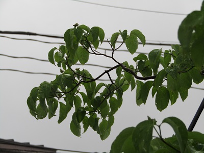 w004445gakkoumati21-1