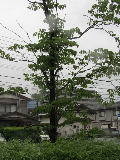 w004445gakkoumati21