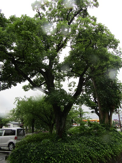 w004445gakkoumati23