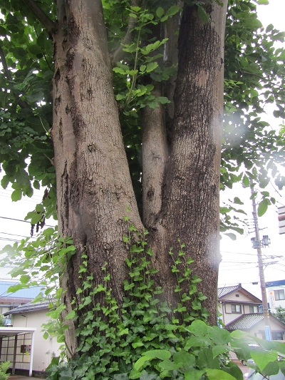 w004445gakkoumati24