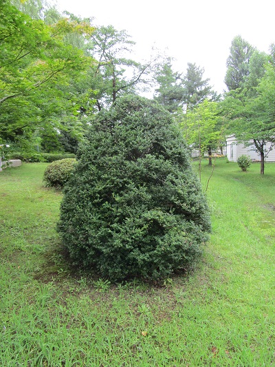 w004445gakkoumati26