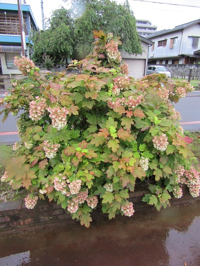 w004445gakkoumati28