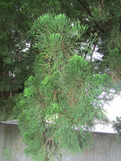 w004445gakkoumati29-1
