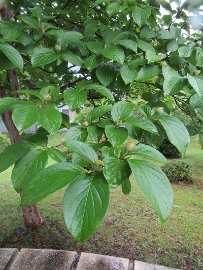 w004445gakkoumati3-1