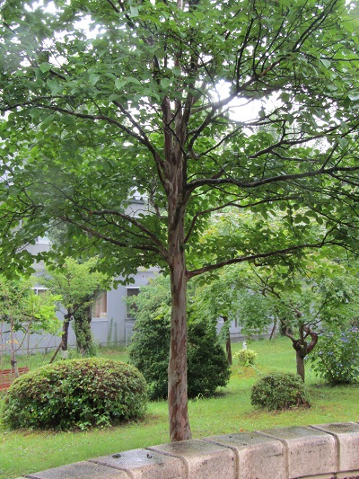 w004445gakkoumati3