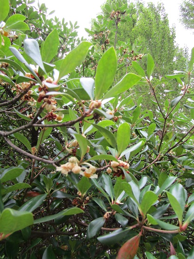 w004445gakkoumati31-1